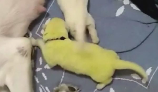 Зелено кученце се роди
